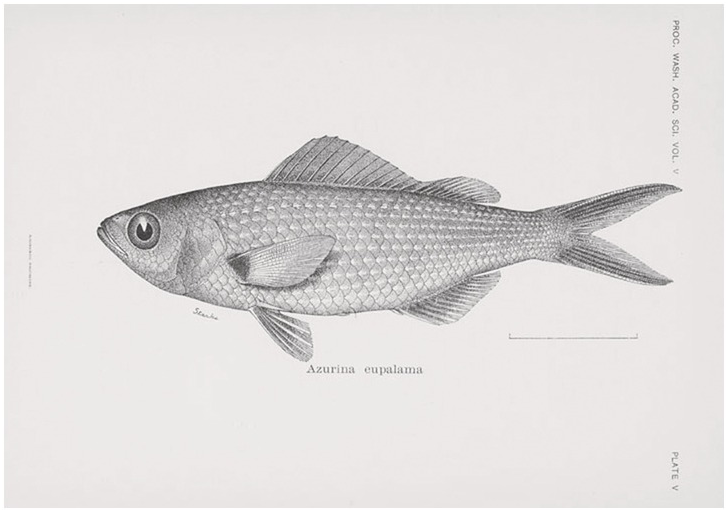 Bob the Blobfish: The Only Blobfish in Captivity – HMS Press