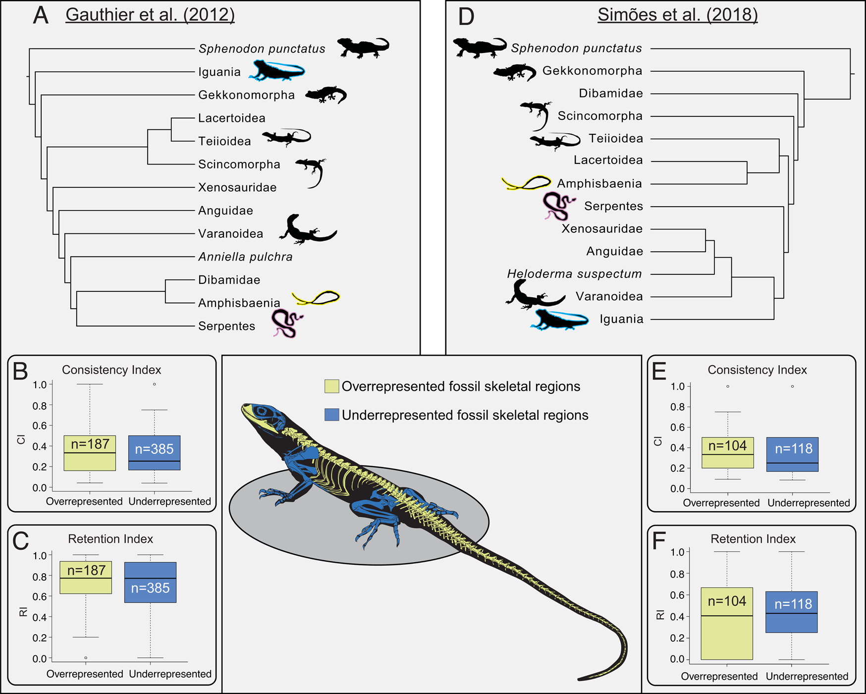 A Biased Fossil Record Can Preserve Reliable Phylogenetic Signal ...