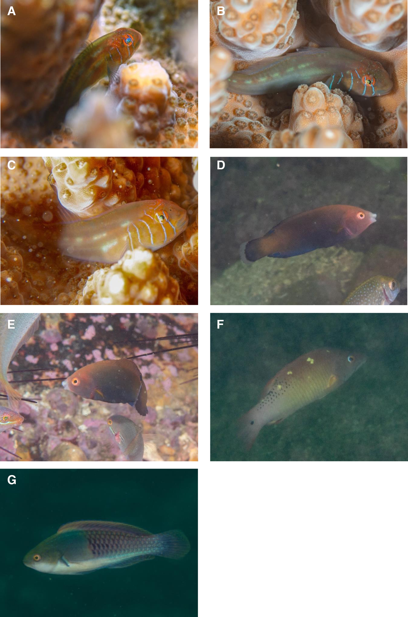Thirty-one new records of reef fish species for Hong Kong waters