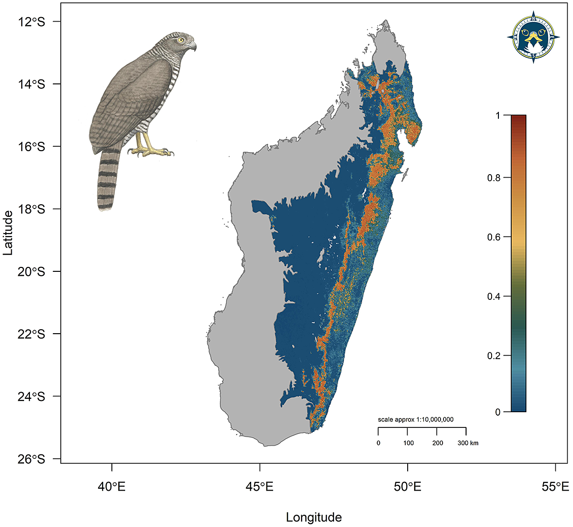 Extensive protected area coverage and an updated global population estimate  for the Endangered Madagascar Serpent-eagle Eutriorchis astur, Bird  Conservation International