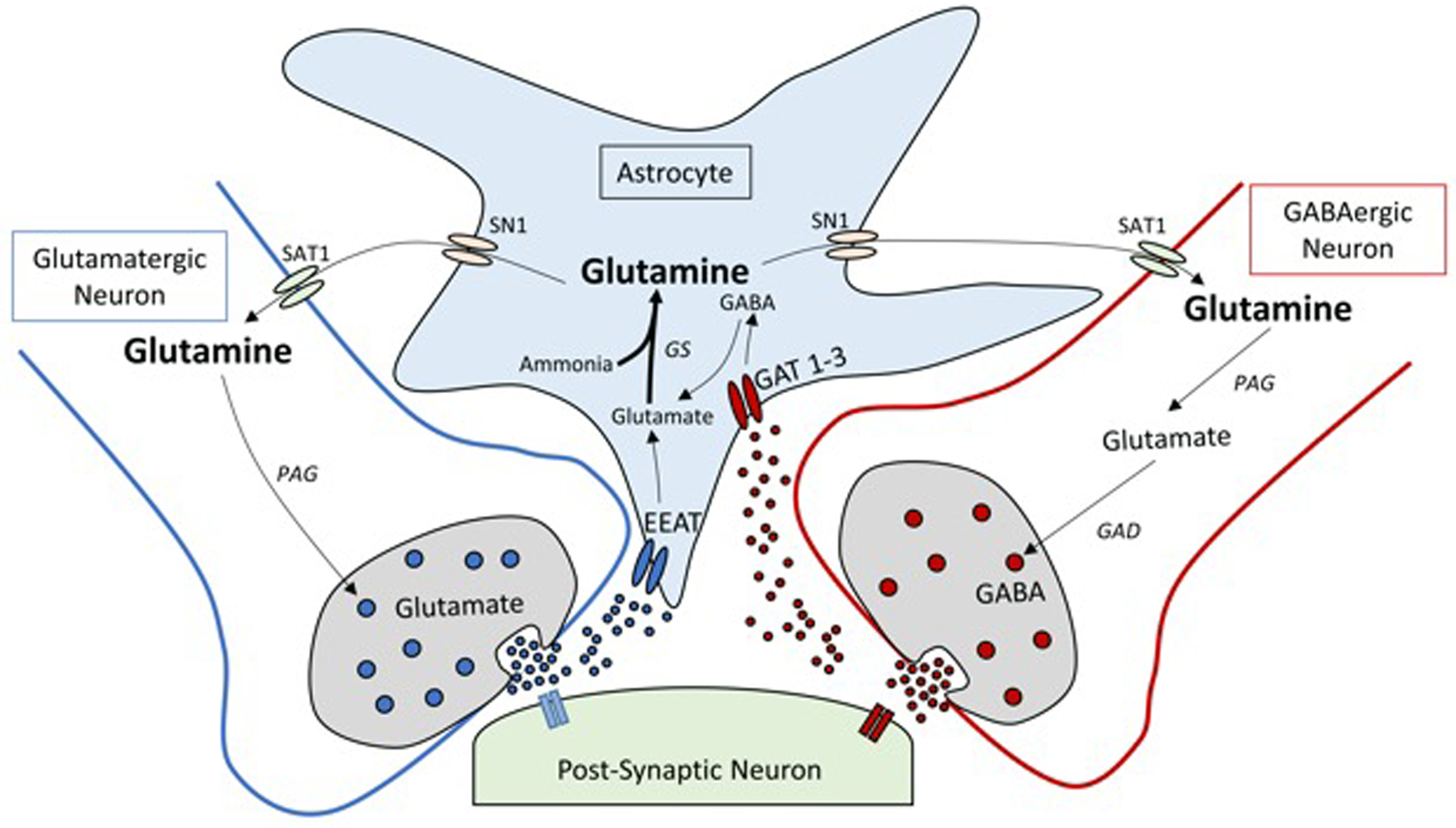 Glutamine and immune system