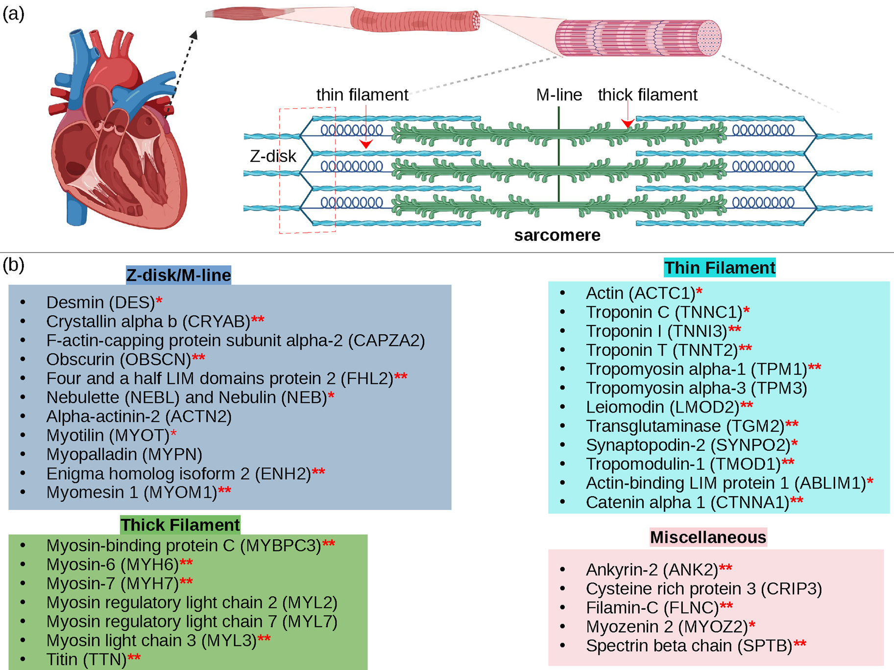 Dynamics and Calcium Association to the N-Terminal Regulatory Domain of  Human Cardiac Troponin C: A Multiscale Computational Study