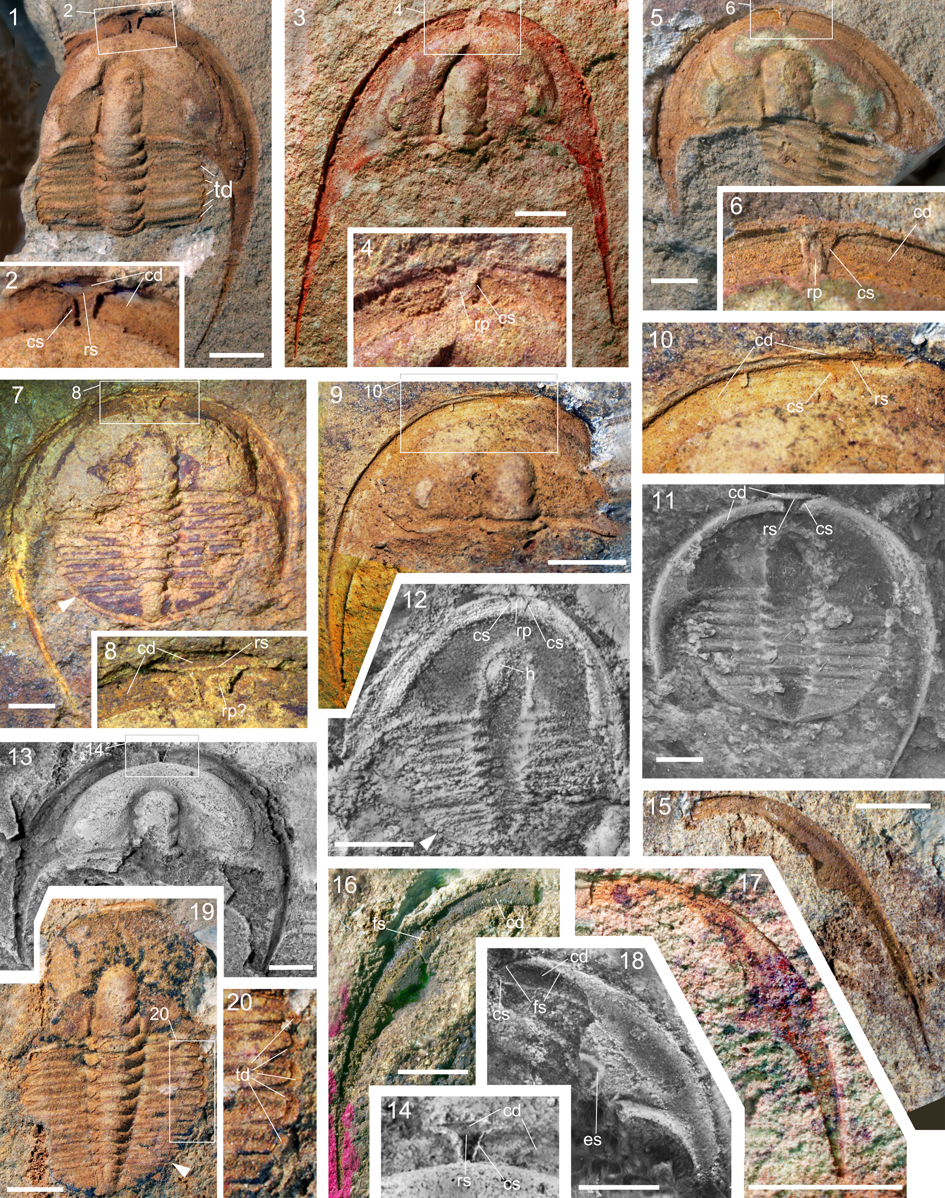 Ctenochasma (SciiFii), Idea Wiki