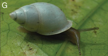 Vote now! Painted snail and shipworm vie for mollusc of the year