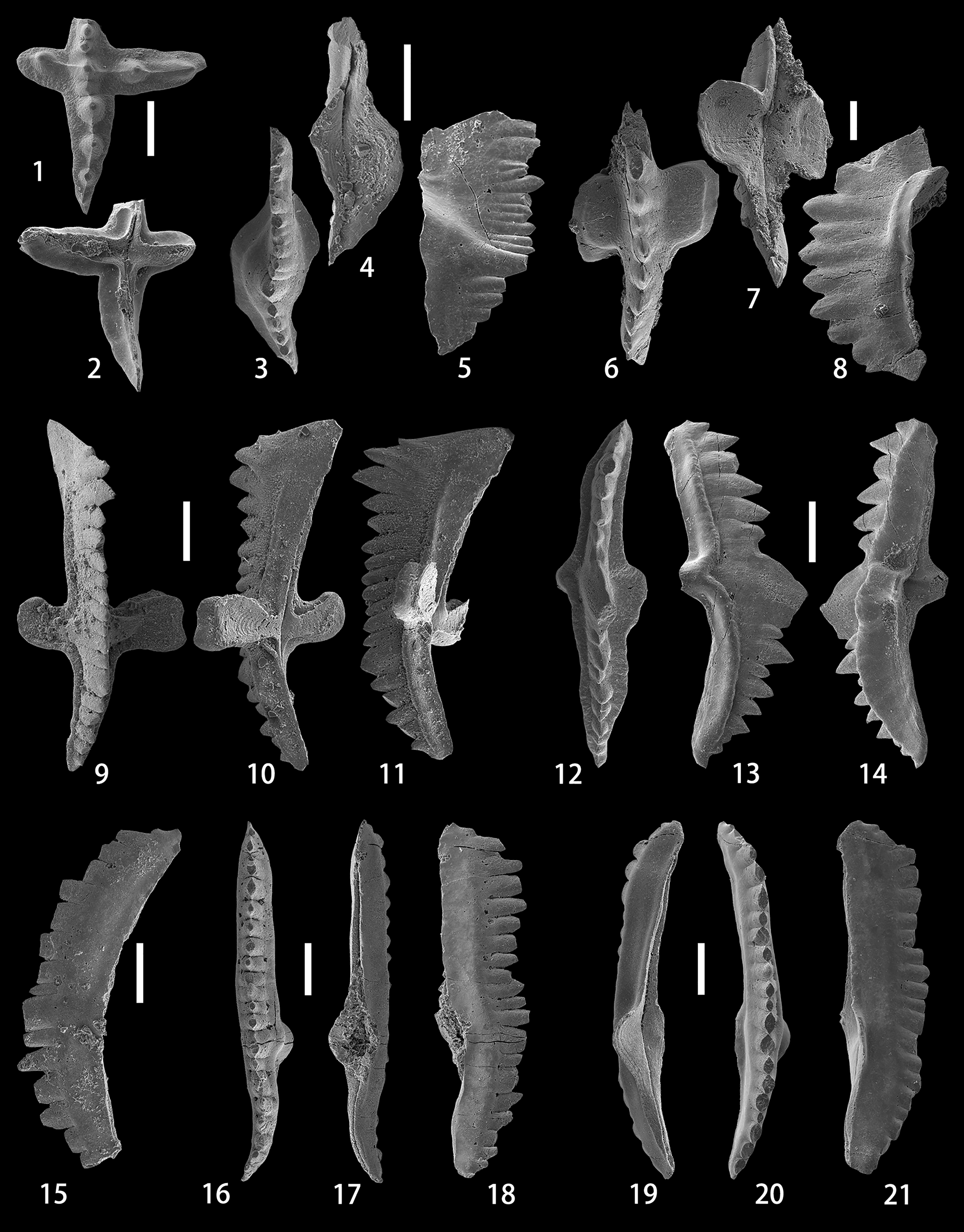 Lochkovian (Lower Devonian) conodonts from the Alengchu section 