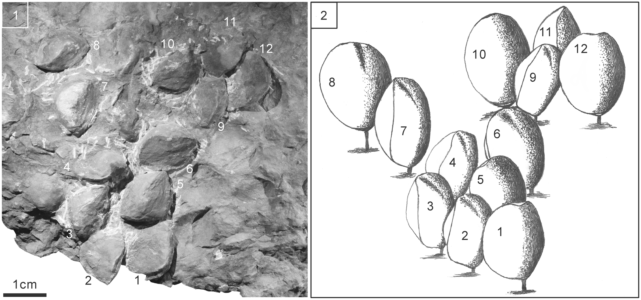 Distribution of the Silurian brachiopod genus Atrypoidea, and its 