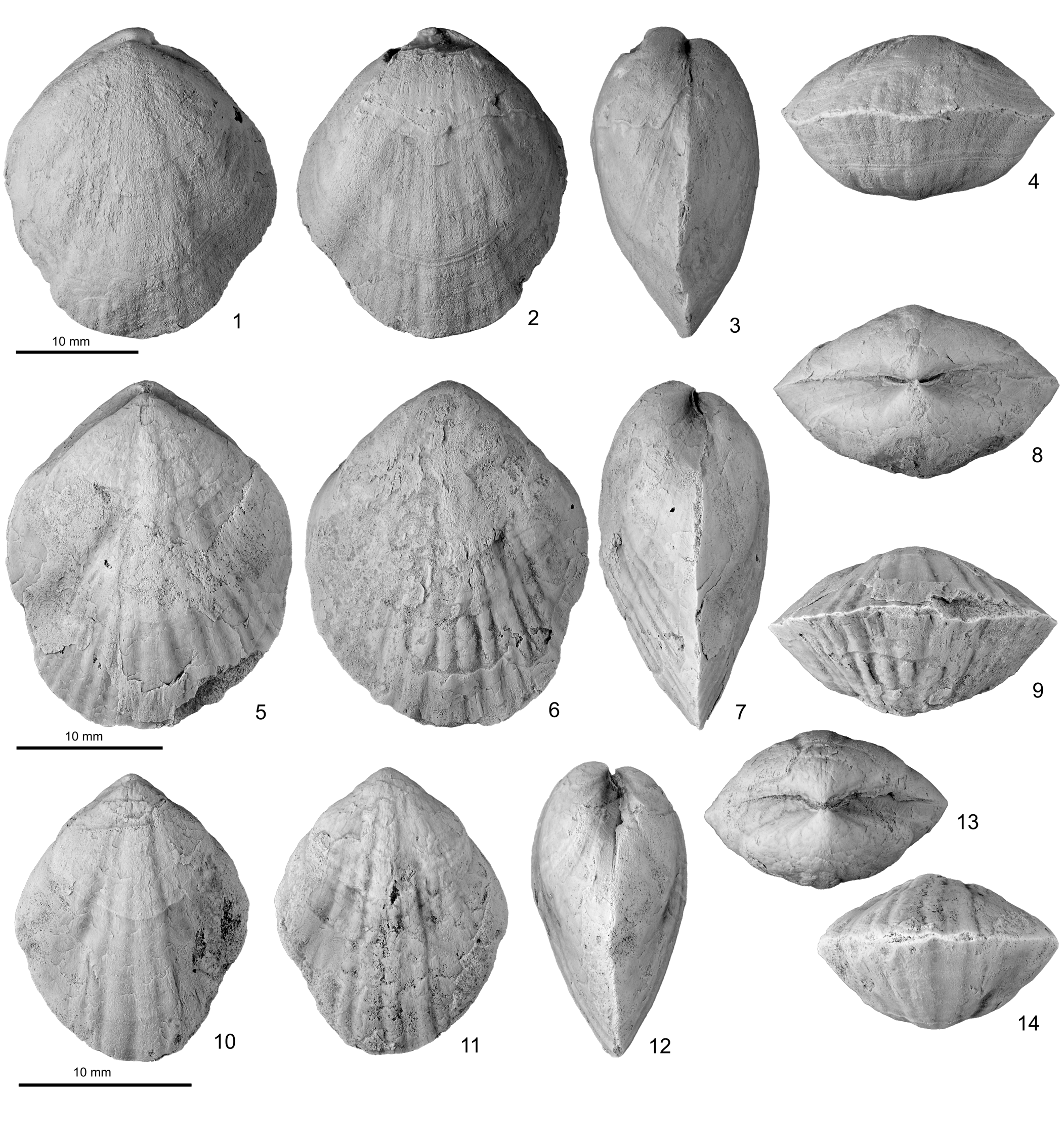 Platymerella—a cool-water virgianid brachiopod fauna in southern ...