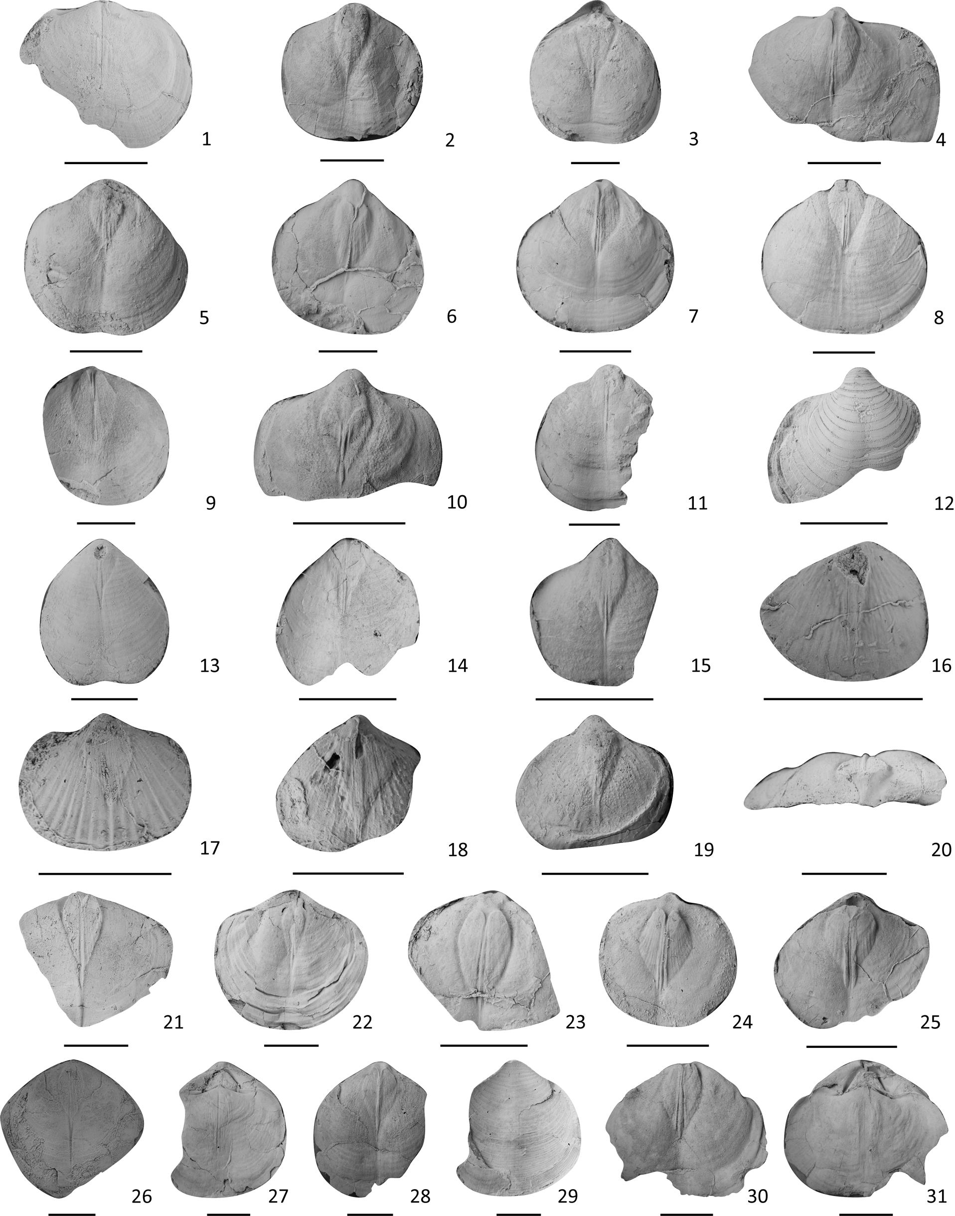 Wuchiapingian (Lopingian, late Permian) brachiopod fauna
