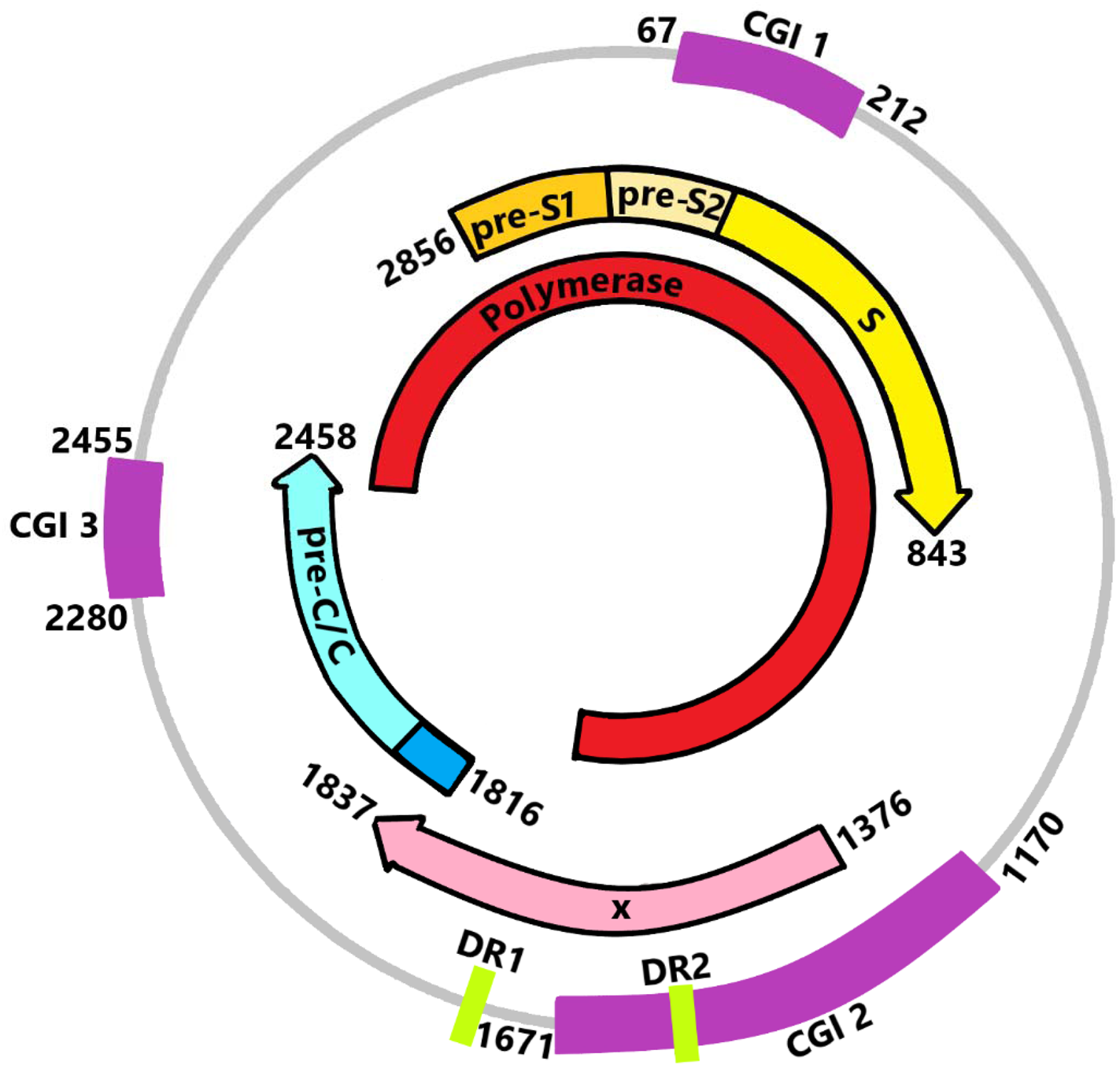 Hepatitis B virus DNA methylation and its potential role in chronic  hepatitis B | Expert Reviews in Molecular Medicine | Cambridge Core