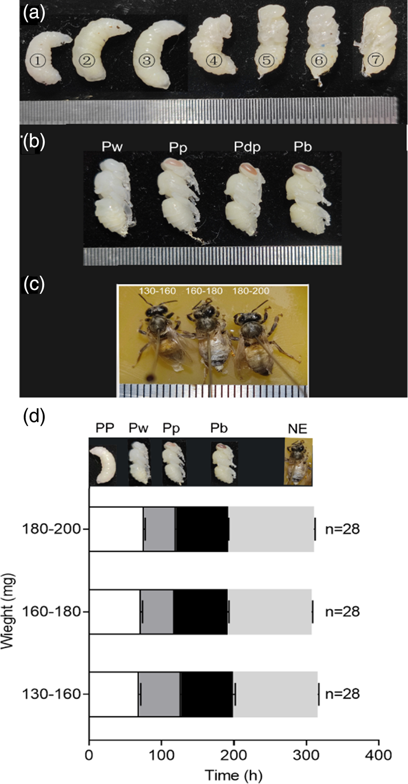 Australian ant honey inhibits tough pathogens, new research shows