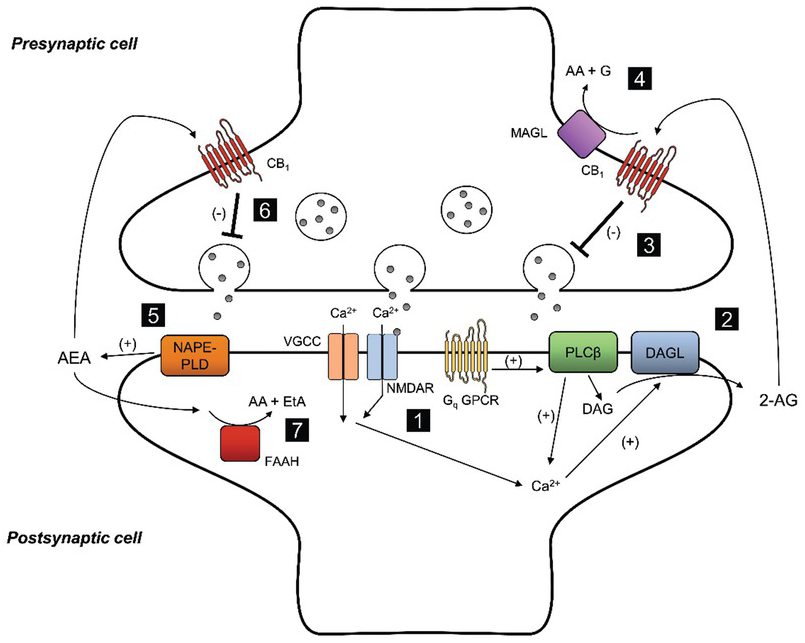 5f-akb48 e liquid 5F-Cumyl-PINACA in 'e-liquids' for electronic cigarettes: comprehensive  characterization of a new type of synthetic cannabinoid in a trendy product  including investigations on the in vitro and in vivo phase I metabolism of main image 1