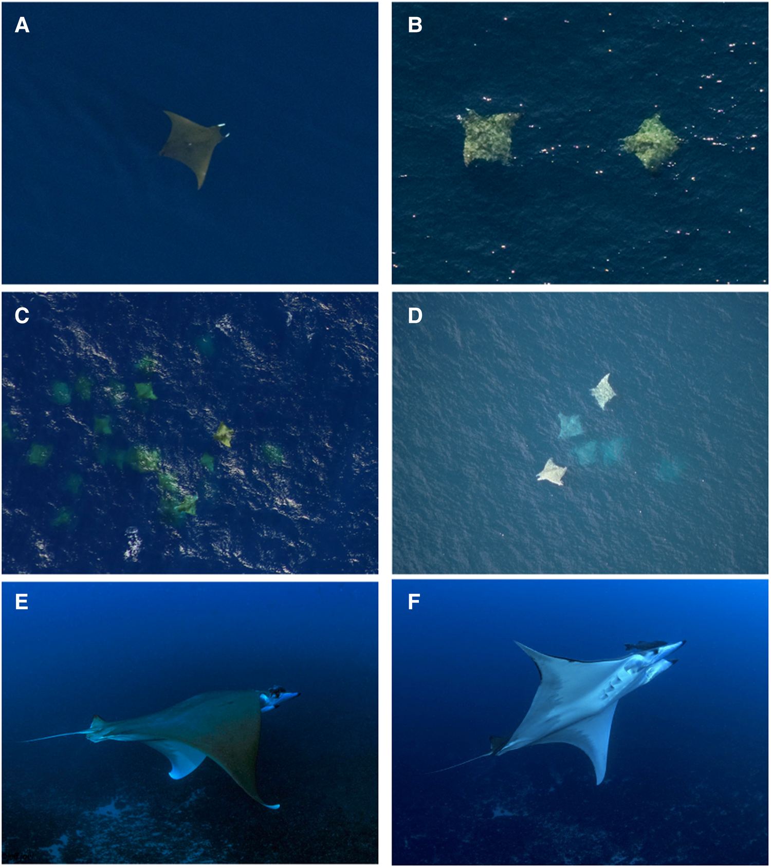 The distribution of manta rays in the western North Atlantic Ocean