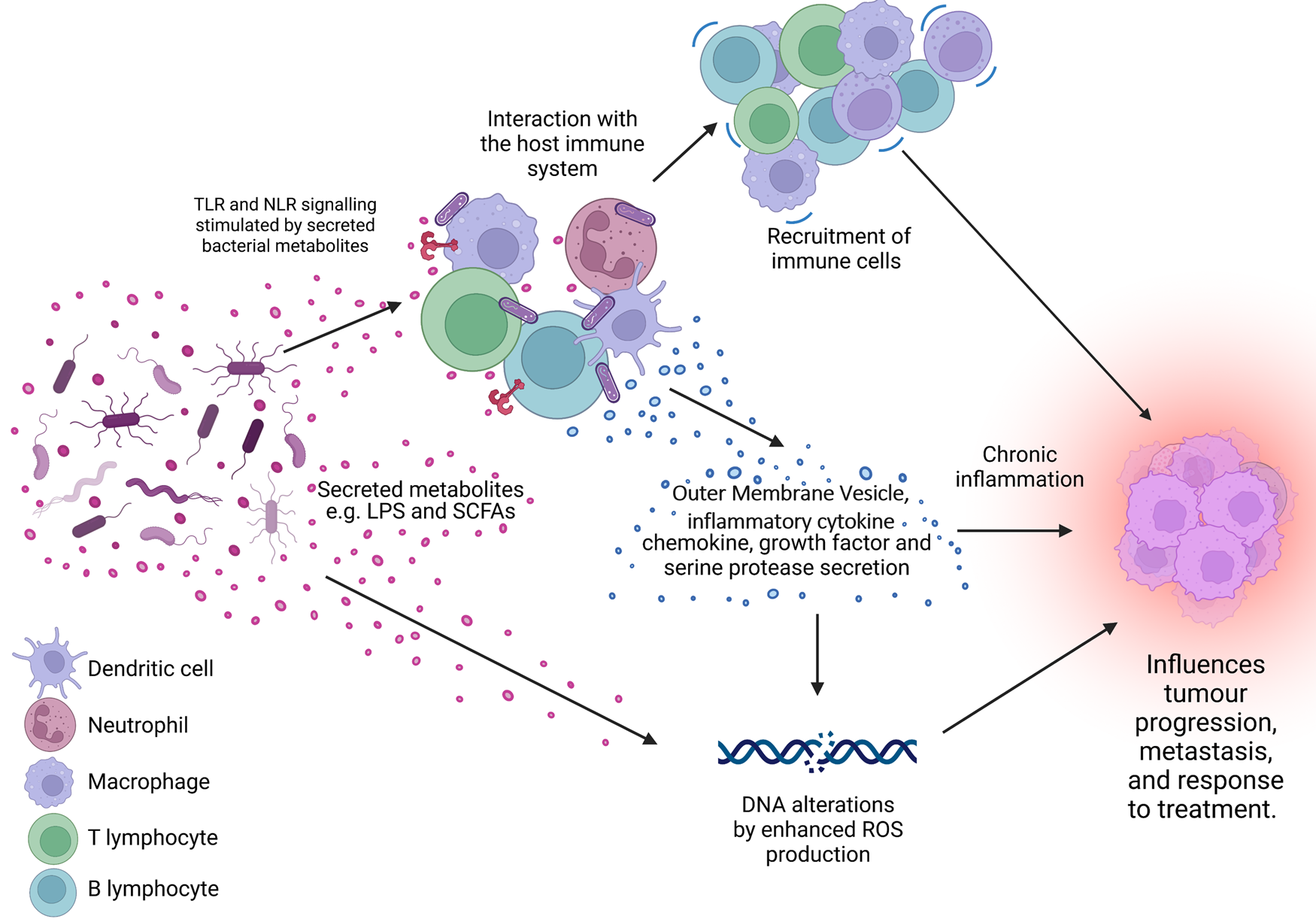 Fusobacterium nucleatum: a novel immune modulator in breast cancer?, Expert Reviews in Molecular Medicine