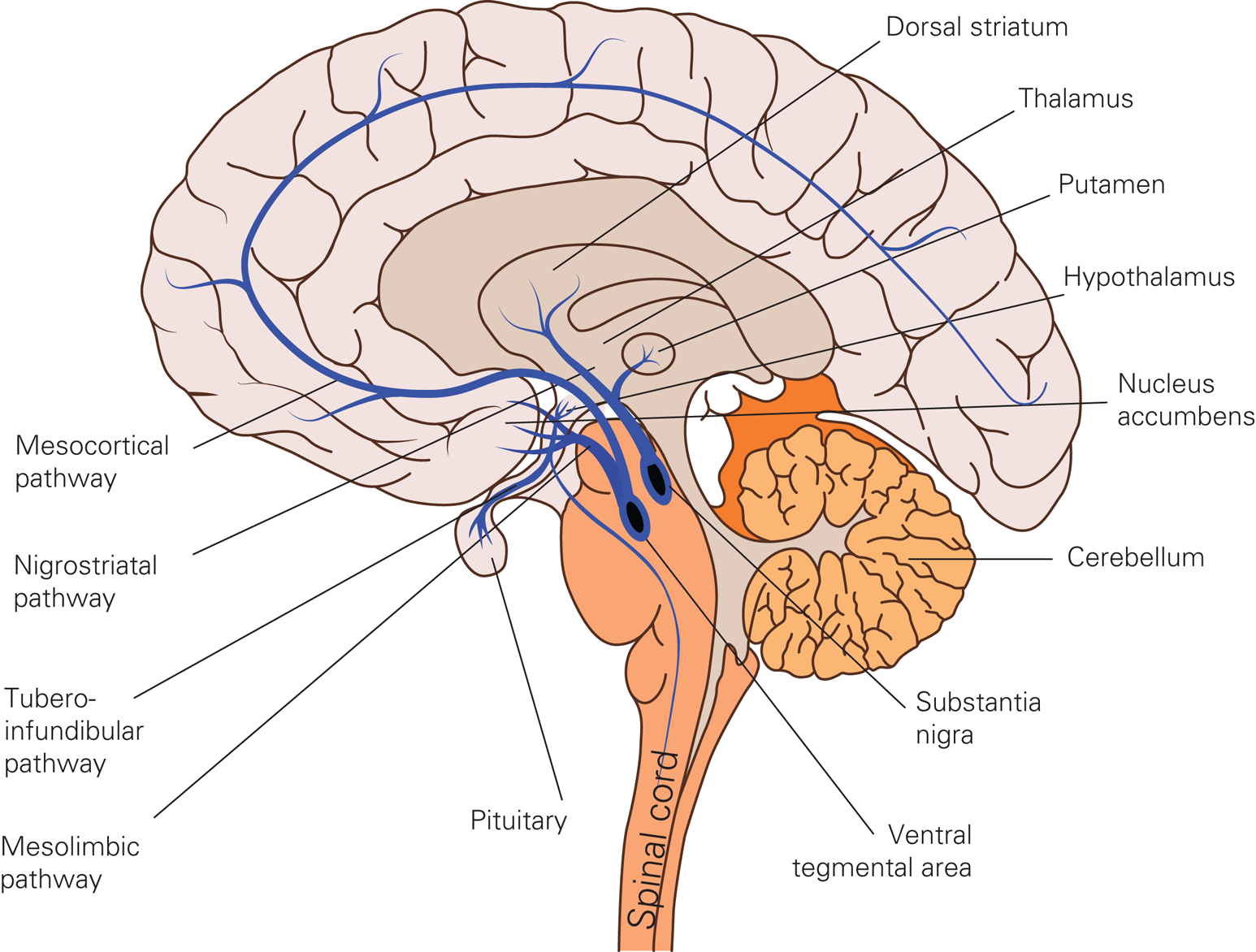 Подкорка головного мозга. Дофаминергическая система головного мозга. Дофаминовые структуры головного мозга. Прилежащее ядро головного мозга. Прилежащее ядро головного мозга функции.