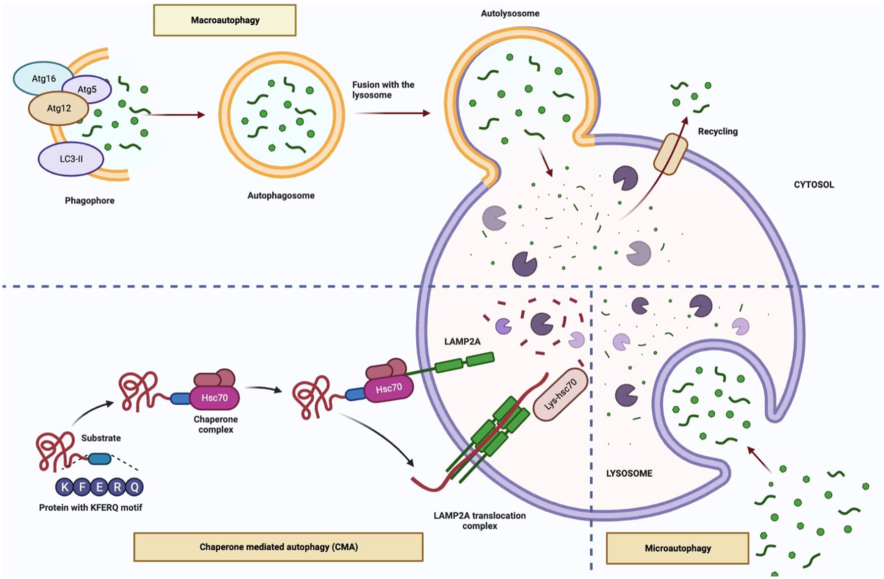 Autophagic mechanisms in longevity intervention: role of natural active ...