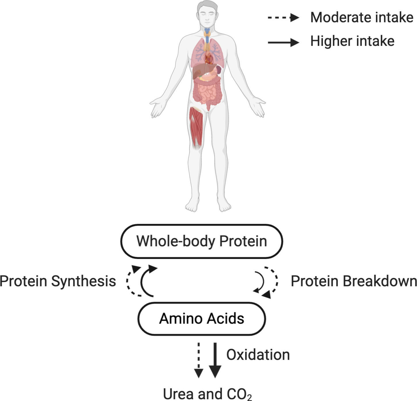 Dietary protein requirements and recommendations for healthy older ...