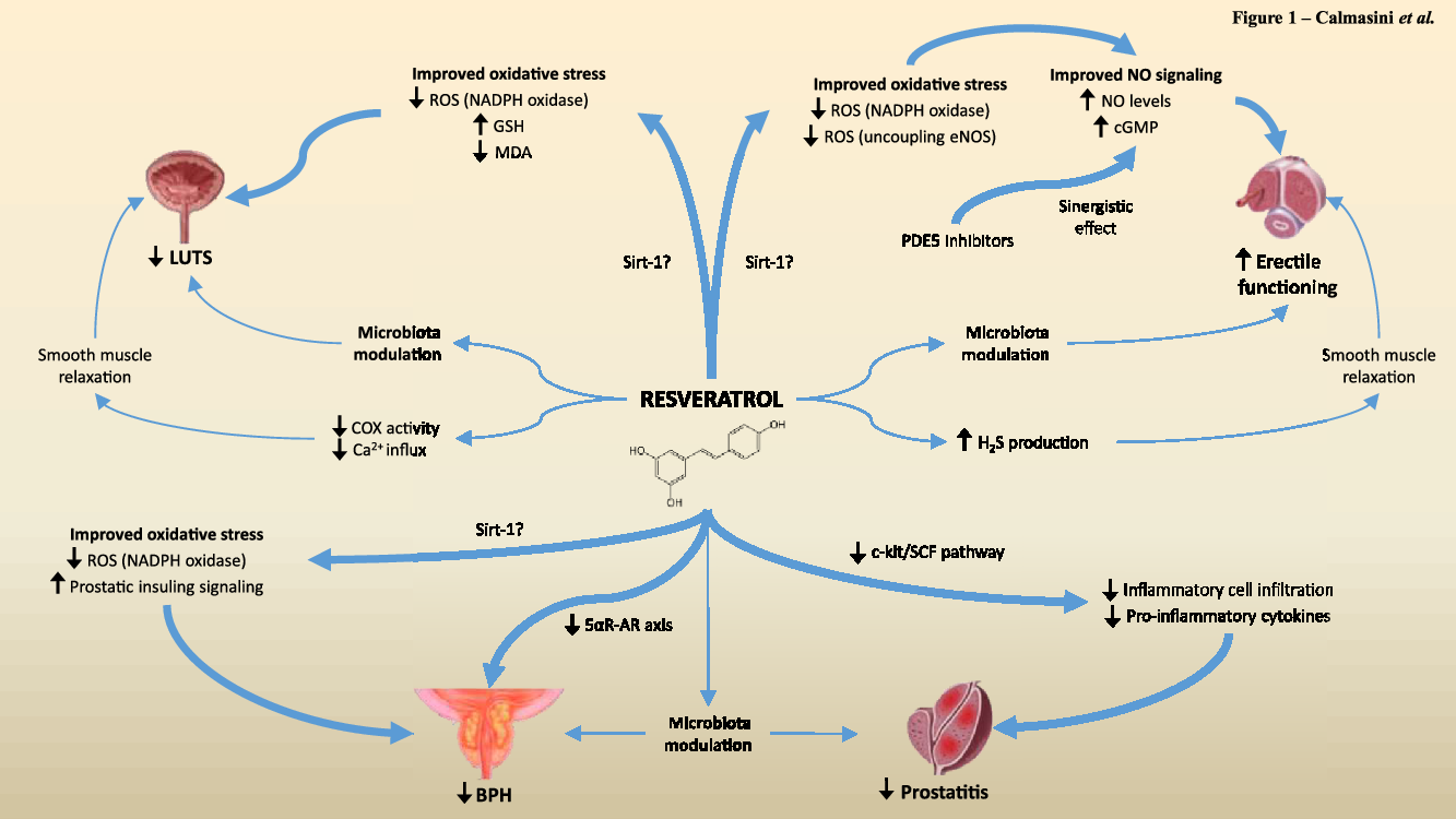 Efficacy of resveratrol in male urogenital tract dysfunctions an