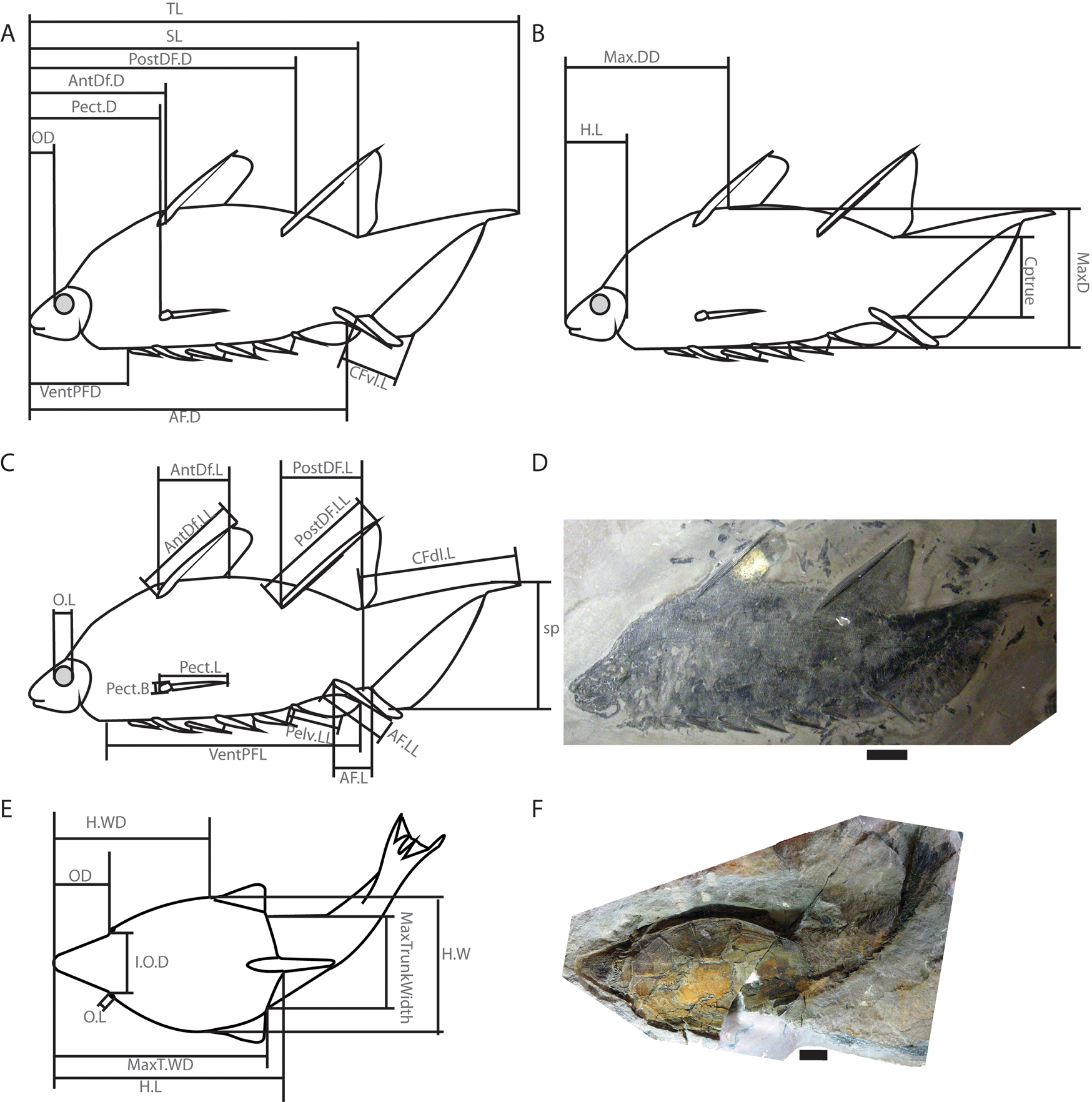 Examining competition during the agnathan/gnathostome transition using  distance-based morphometrics, Paleobiology