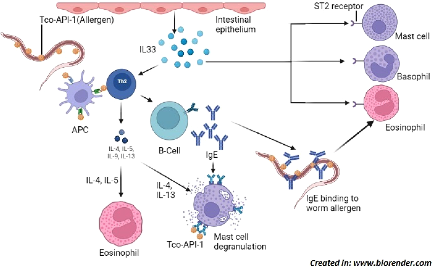 Trichostrongylosis: a zoonotic disease of small ruminants | Journal of ...