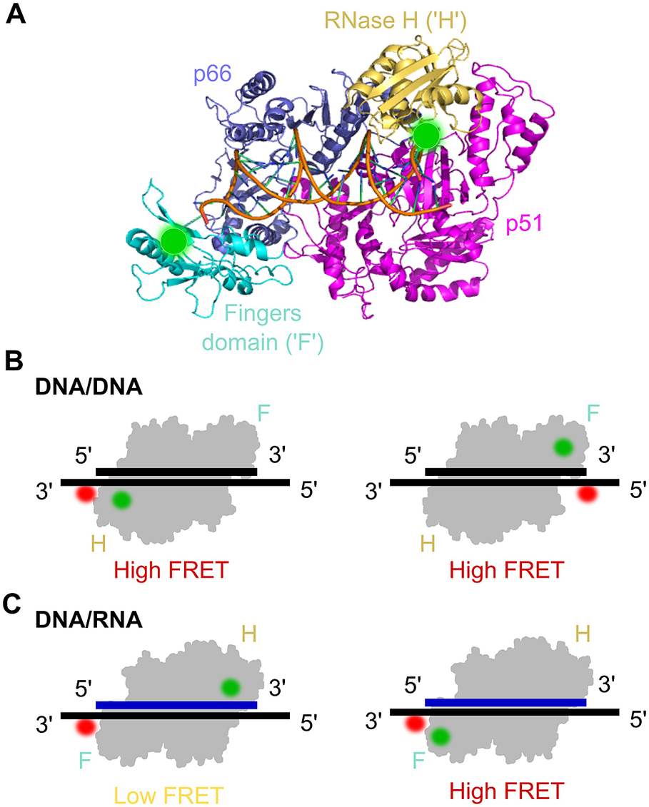 Fluorescent Single-Stranded DNA Binding Protein as a Probe for Sensitive,  Real-Time Assays of Helicase Activity: Biophysical Journal