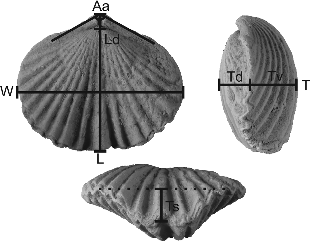 Sympatric speciation driving evolution of Late Ordovician brachiopod  Zygospira in eastern North America, Journal of Paleontology