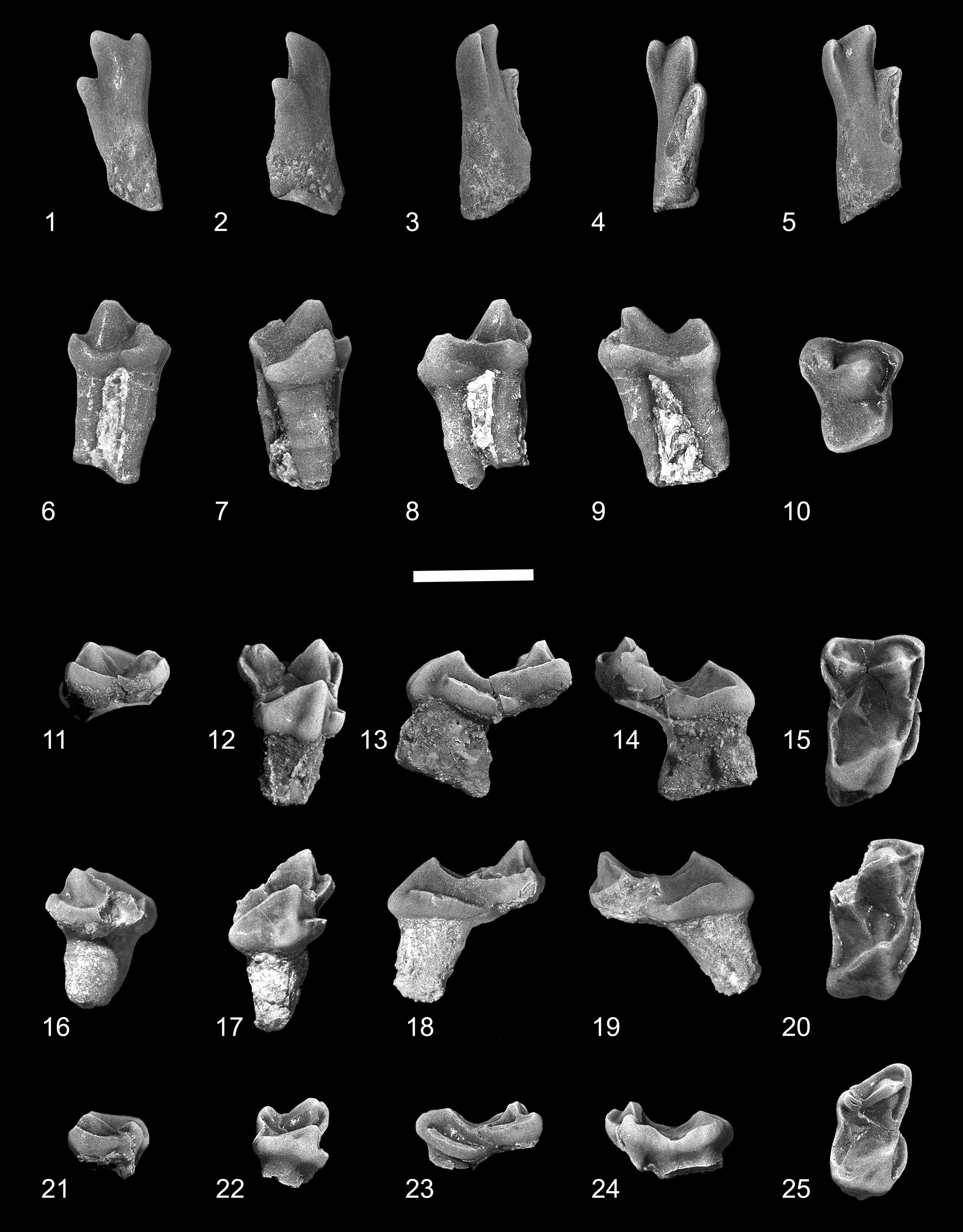 New paromomyids (Mammalia, Primates) from the Paleocene of