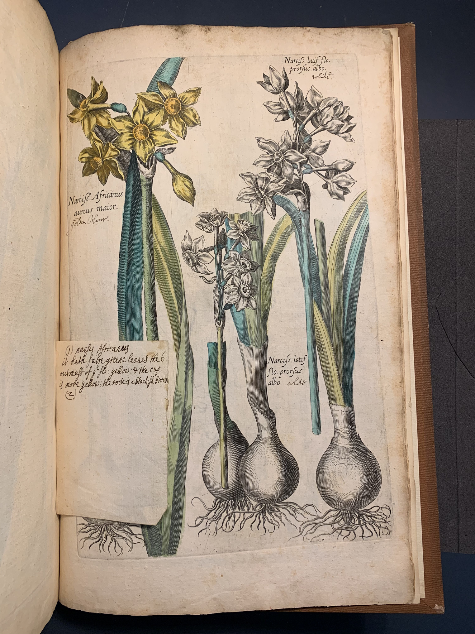 Colouring flowers books, art, and experiment in the household of Margery and Henry Power The British Journal for the History of Science Cambridge Core