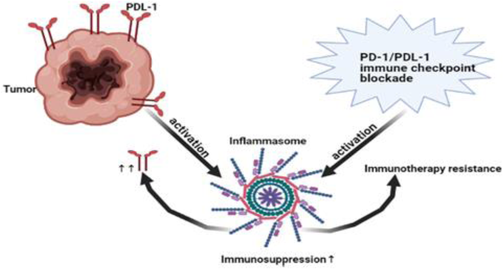 Frontiers  P2RY12-Inhibitors Reduce Cancer-Associated Thrombosis and Tumor  Growth in Pancreatic Cancers