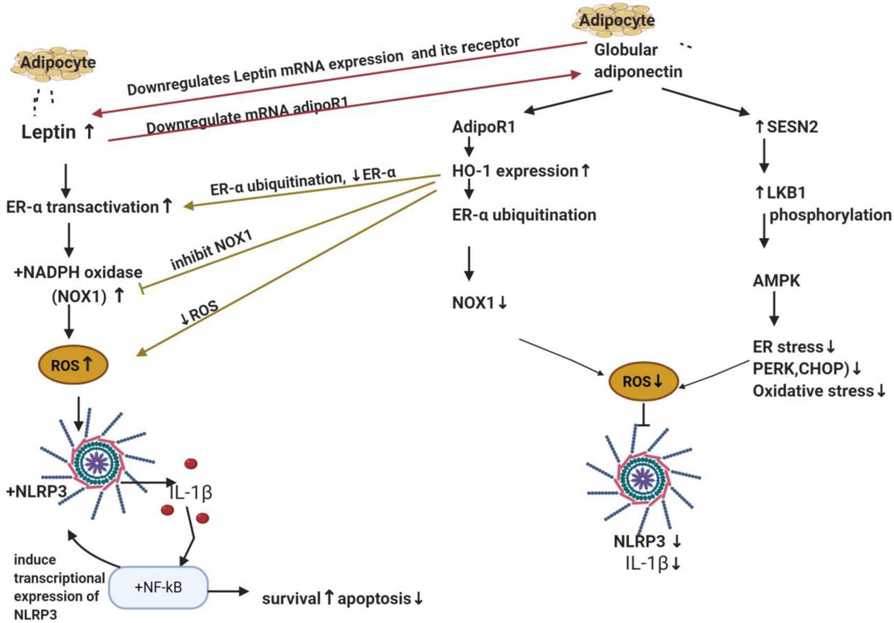 Inflammasomes in breast cancer: the ignition spark of progression and  resistance?, Expert Reviews in Molecular Medicine