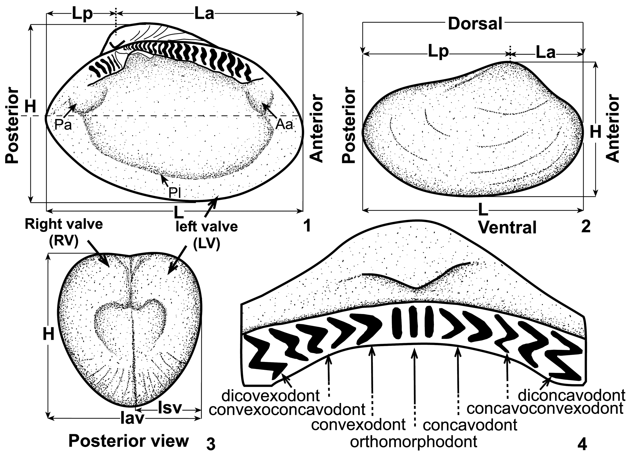 Revision Of Jurassic Protobranch Bivalves From Gebel, 50% OFF