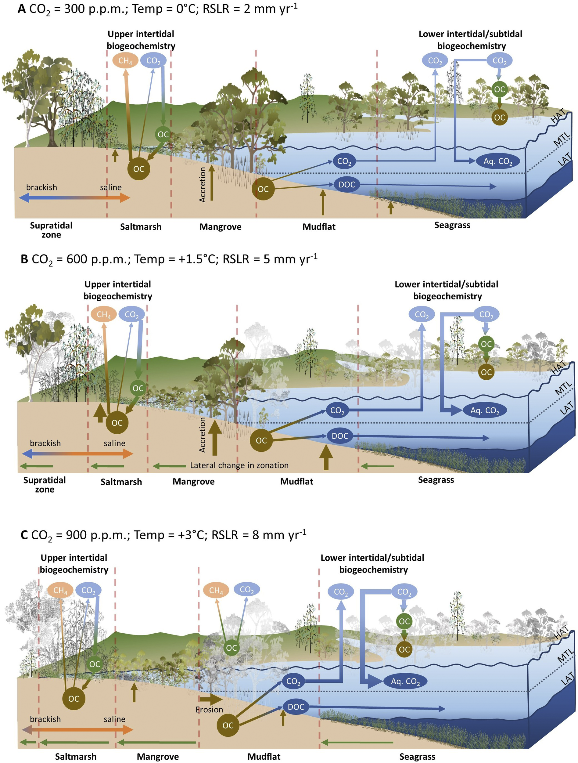 Blue carbon ecosystems: a natural solution for storing carbon and combating  climate change