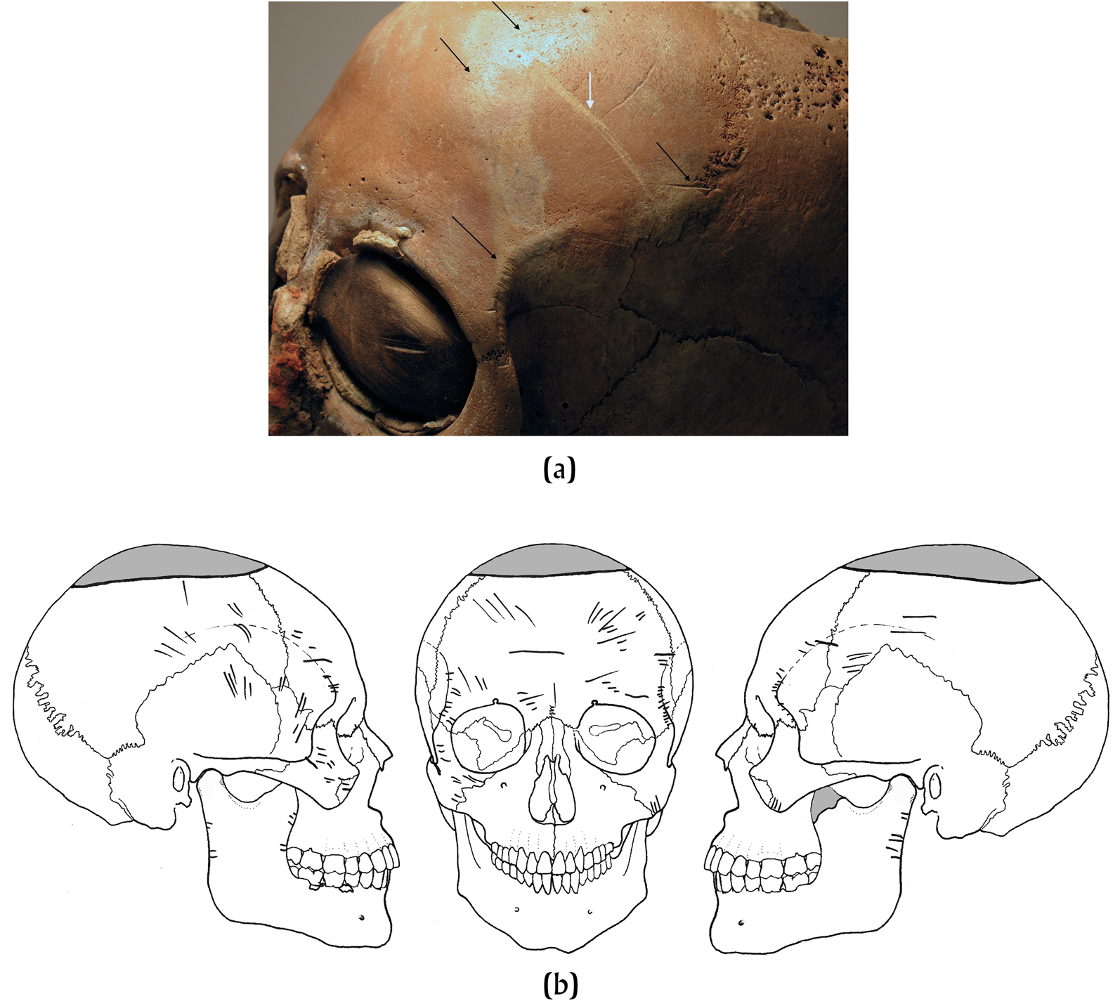 Human trophies in Central Mexican cultures. (a) Basal register of a