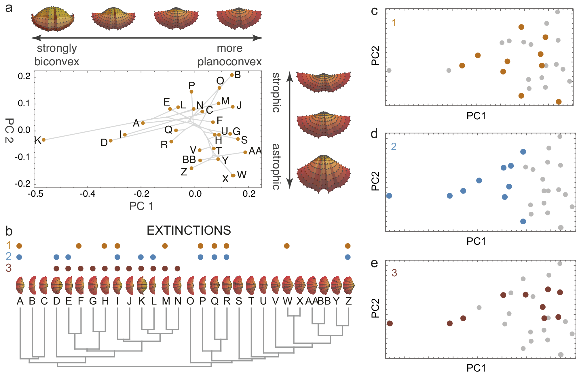 Extinction And Morphospace Occupation: A Critical Review | Cambridge ...