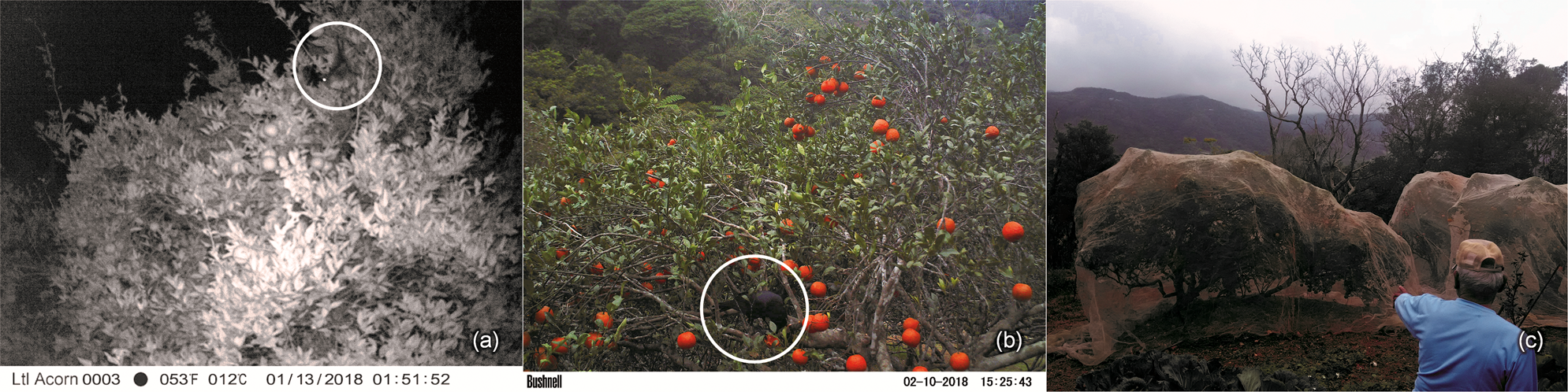 The Conflict Between Pteropodid Bats and Fruit Growers: Species