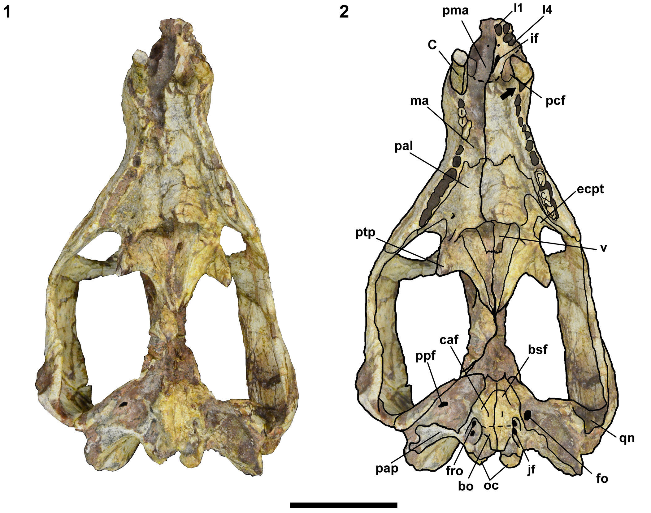 Anatomy of the holotype of 'Probelesodon' kitchingi revisited, a  chiniquodontid cynodont (Synapsida, Probainognathia) from the early Late  Triassic of southern Brazil, Journal of Paleontology