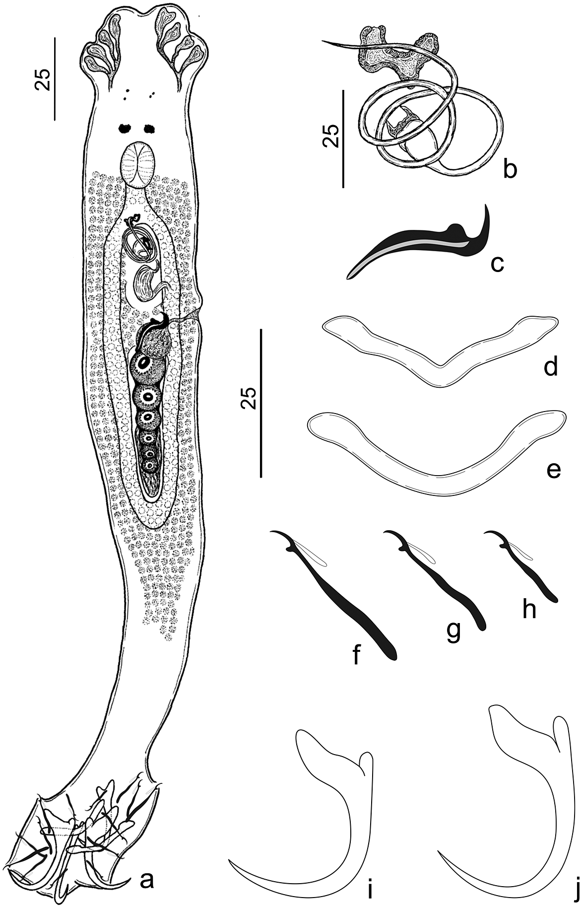 Integrative taxonomy of Urocleidoides spp. (Monogenoidea: Dactylogyridae)  parasites of characiform and gymnotiform fishes from the coastal drainages  of the Eastern , Brazil, Journal of Helminthology