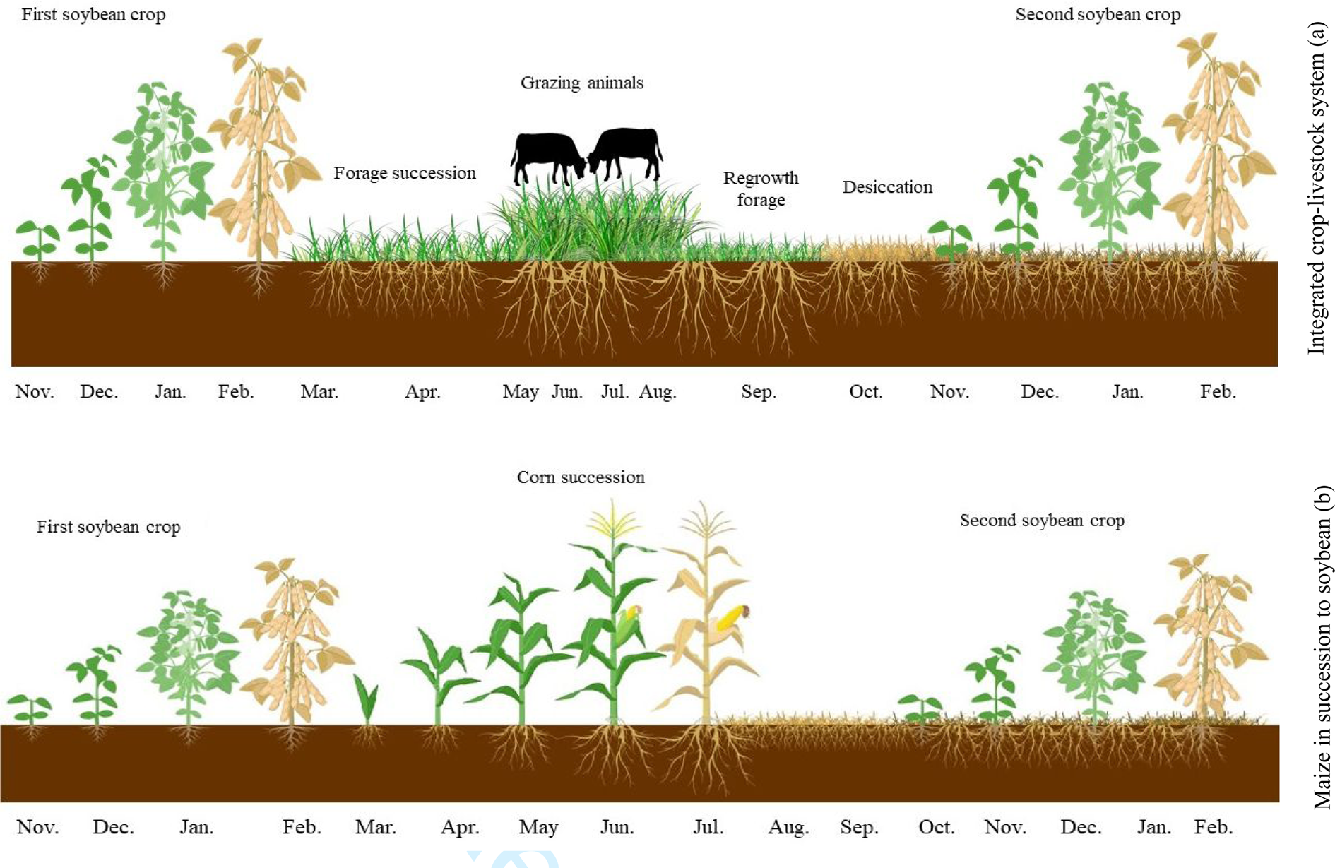 PDF) Effects of row spacing and intercrop on maize grain yield and forage  production of palisade grass