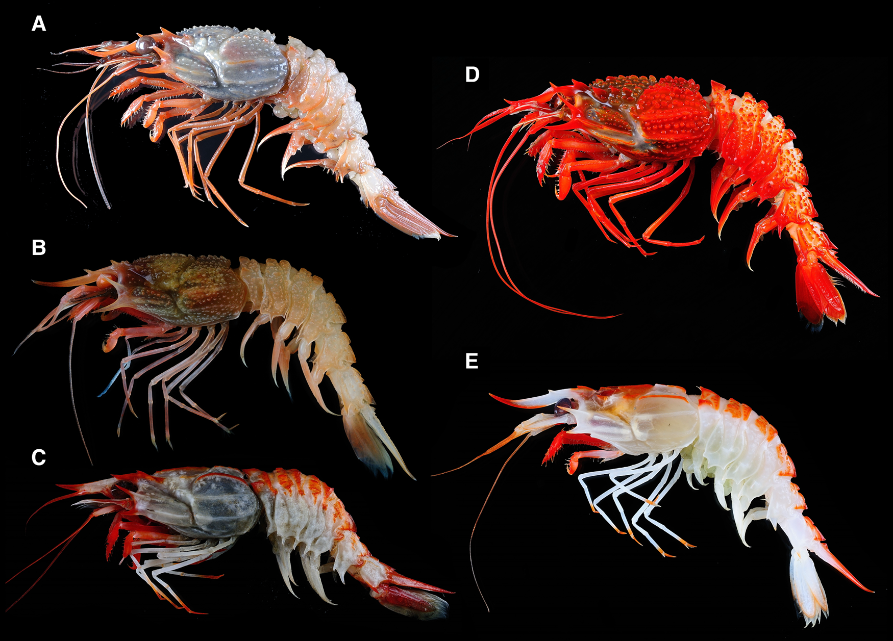 Exploring the diversity of the deep-sea shrimp in the