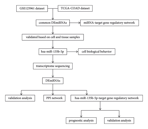 Downregulation of hsa-miR-135b-5p Inhibits Cell Proliferation ...