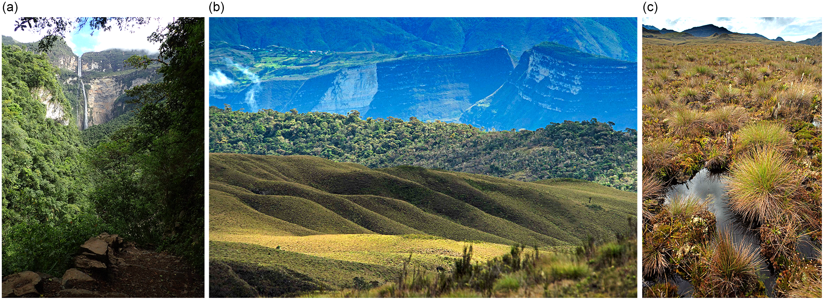 Mapping high-altitude peatlands to inform a landscape conservation strategy  in the Andes of northern Peru | Environmental Conservation | Cambridge Core