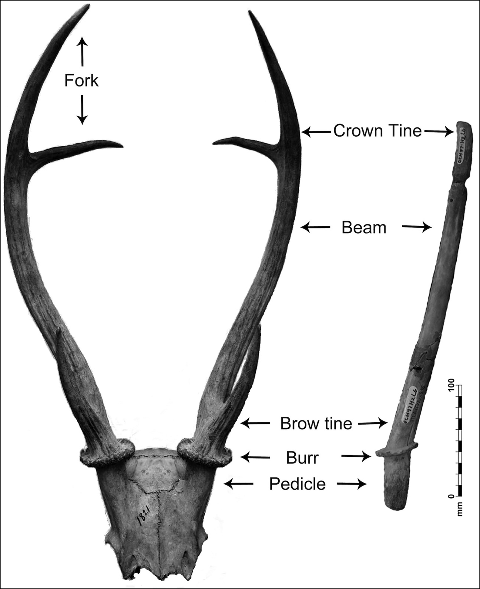 Antler-growth study gives clues for treating bone ailments