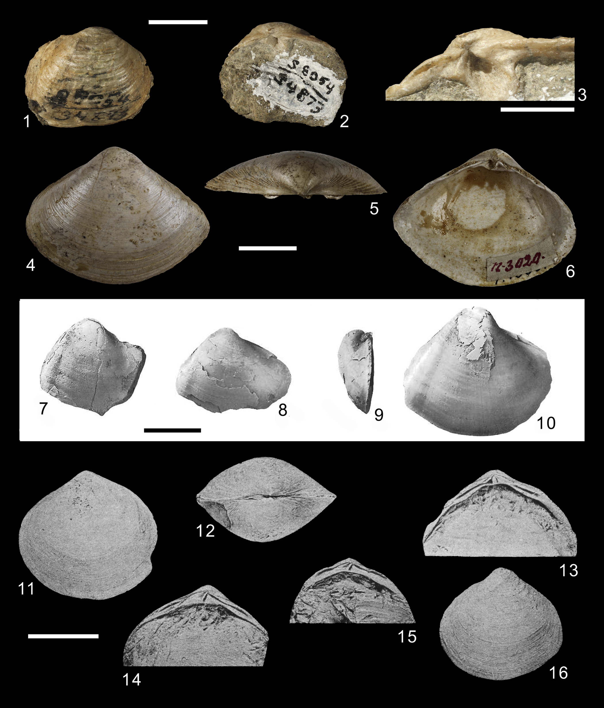 Lucinidae : Florida Seashells and Fossils