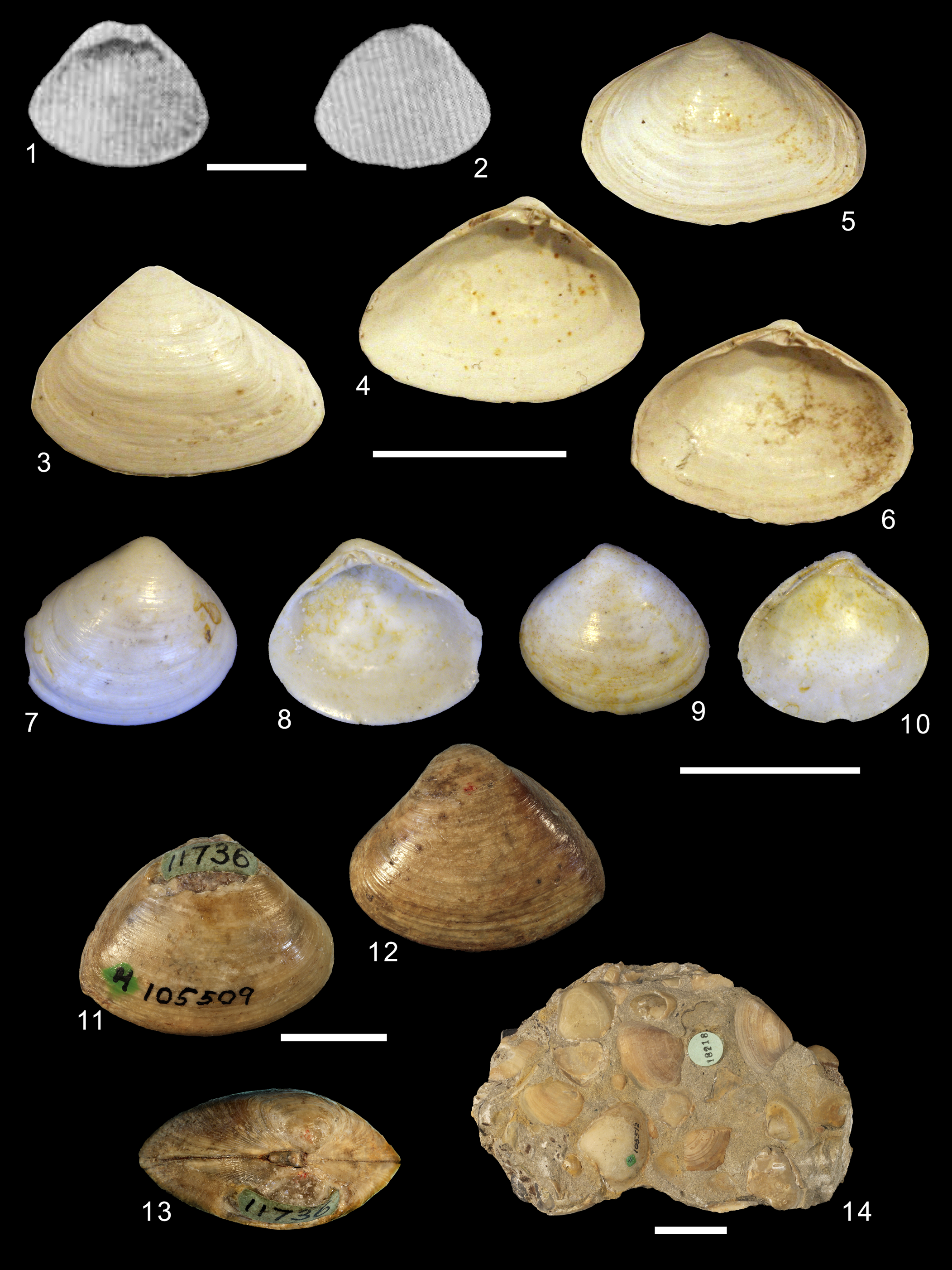 Mollusca Bivalvia