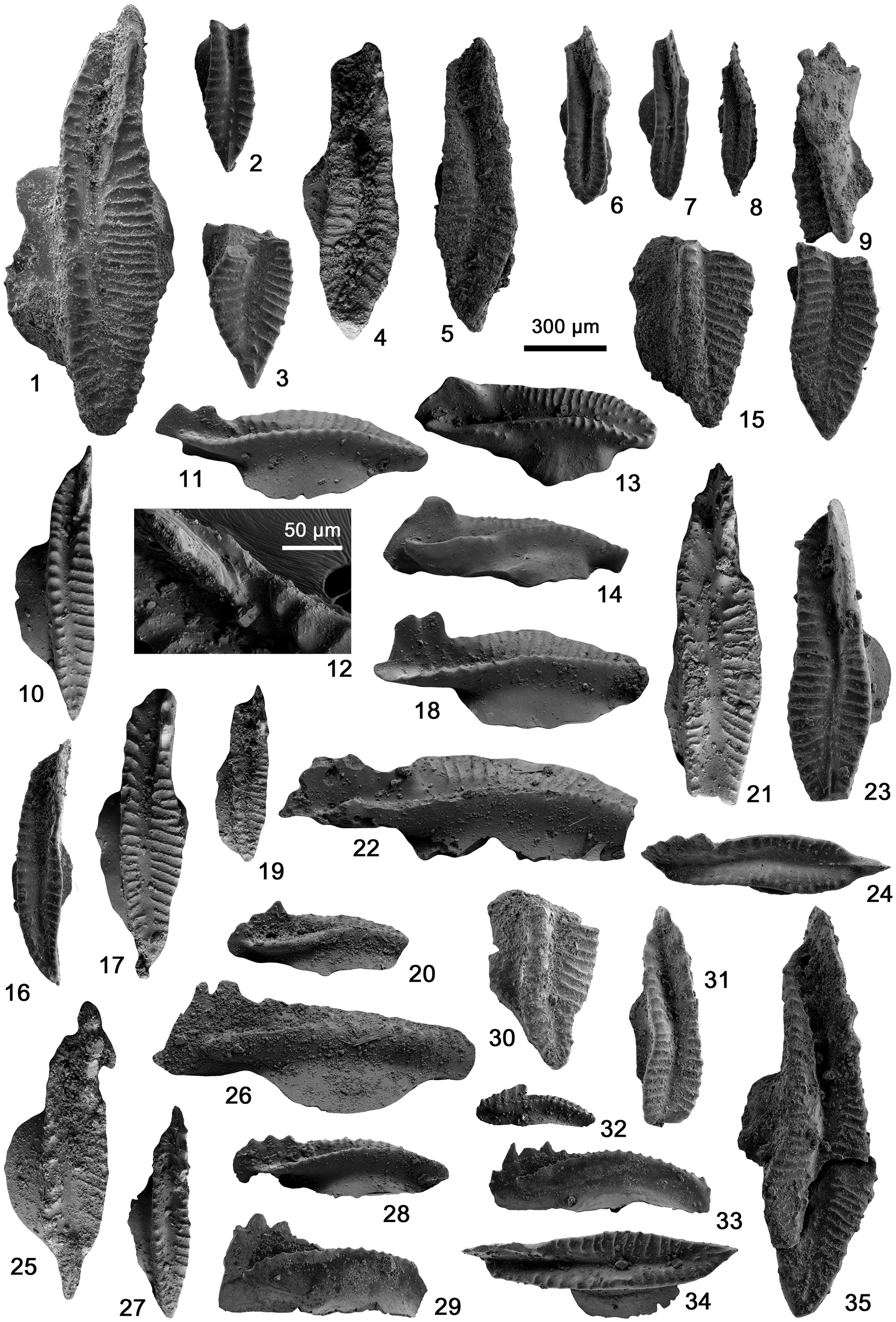 Middle Visean (Mississippian) conodonts from shallow-water 
