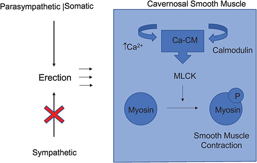 Molecular Biology and Physiology of Erectile Function and