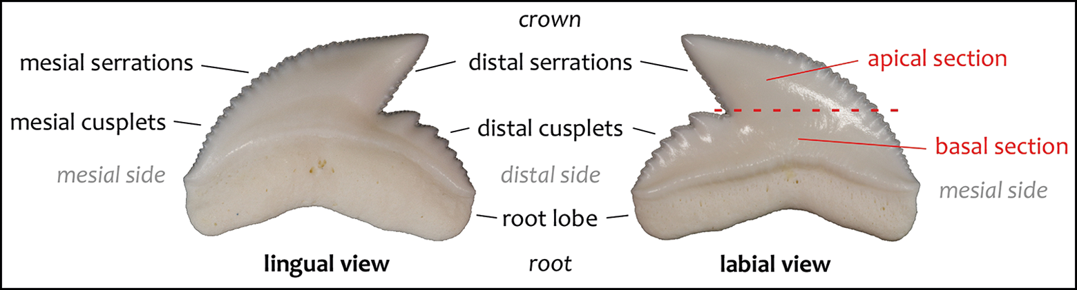 Shark-tooth artefacts from middle Holocene Sulawesi, Antiquity