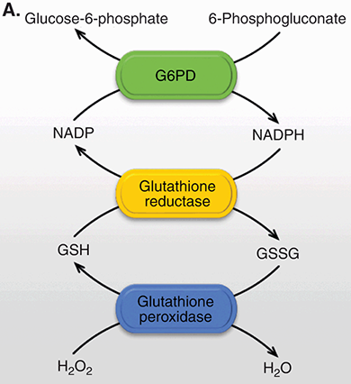 glutathione anemia Rasburicase mechanism of action and development of hemolytic anemia and... main image 0