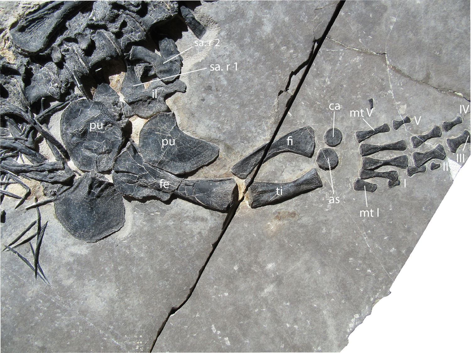 Dinocephalosaurus orientalis Li, 2003: a remarkable marine archosauromorph  from the Middle Triassic of southwestern China | Earth and Environmental  Science Transactions of The Royal Society of Edinburgh | Cambridge Core