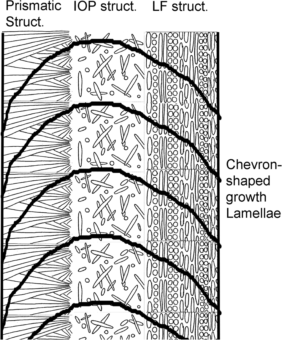 Distribution of growth lines in the tube wall of serpulids (Polychaeta ...