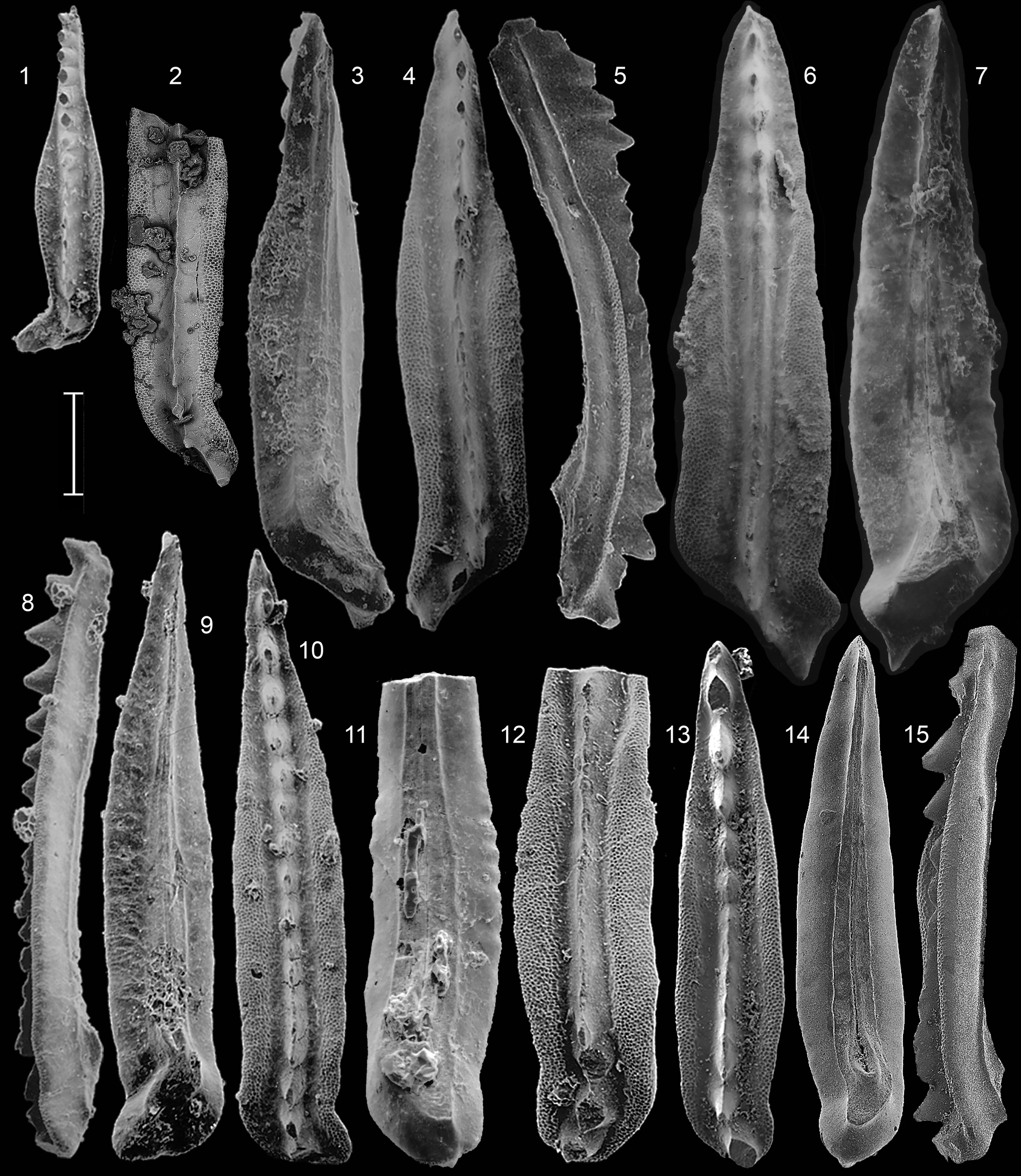 The Neogondolella constricta (Mosher and Clark, 1965) group in the 